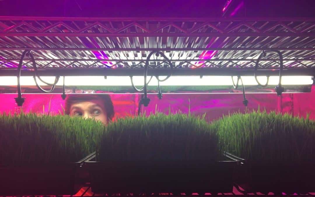 Growing Wheatgrass With and Without Soil At Home | Start Juicing Homegrown ‘Green Blood’