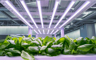 What Is Hydroponics Gardening? | A Complete Beginner’s Guide