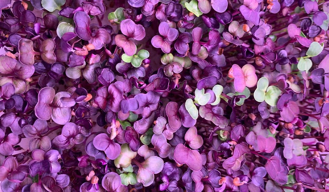 What Are Microgreens & How Can I Start Growing Them At Home?
