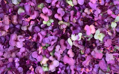 What Are Microgreens & How Can I Start Growing Them At Home?