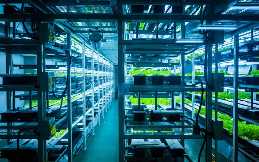 The Complete Guide To Vertical Farming | What It Is and Why It’s So Important
