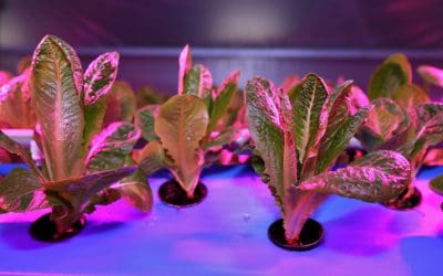 What Is Aeroponics Gardening?