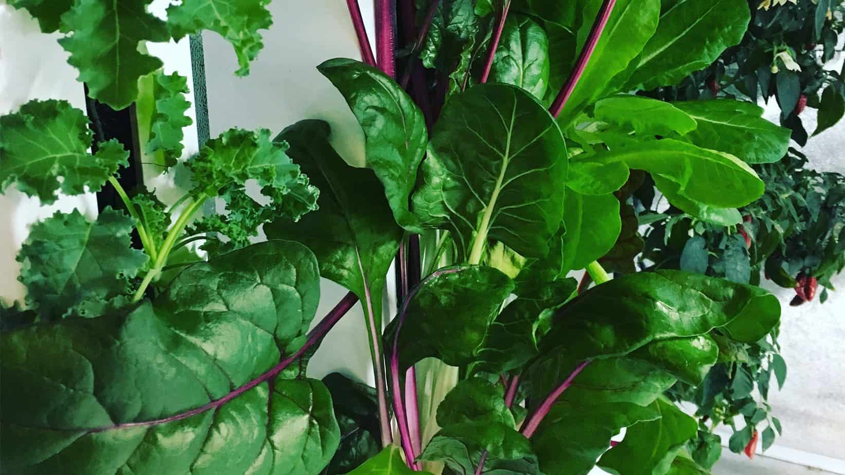 Starting An Indoor Hydroponic Vegetable Garden  A 